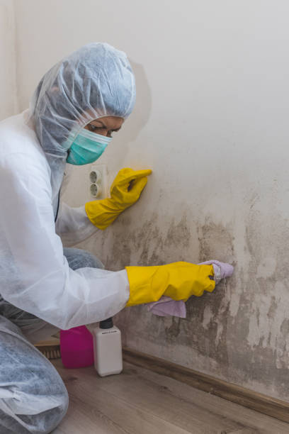 Biohazard Mold Removal in Lyman, SC